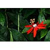 Red Passion Flower - Passiflora miniata Vanderplank