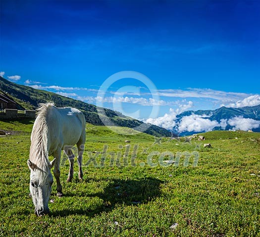 Serene landscape background - horse grazing on alpine meadow in Himalayas mountains. Himachal Pradesh, India Serene landscape background - horse grazing on alpine meadow in Himalayas mountains. Himachal Pradesh, India