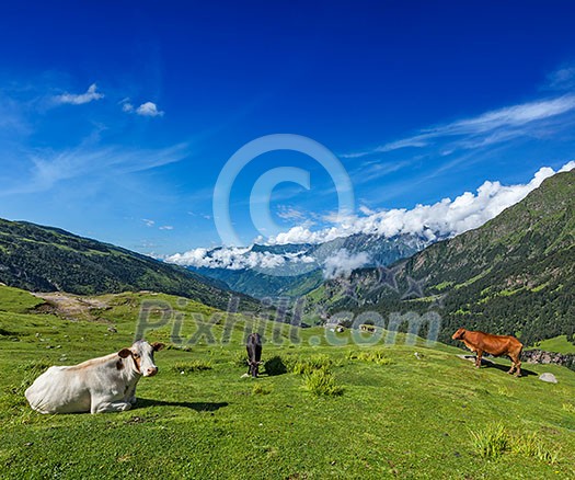 Serene peaceful landscape background - cows grazing on alpine meadow in Himalayas mountains. Himachal Pradesh, India Serene peaceful landscape background - cows grazing on alpine meadow in Himalayas mountains. Himachal Pradesh, India