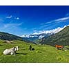 Serene peaceful landscape background - cows grazing on alpine meadow in Himalayas mountains. Himachal Pradesh, India