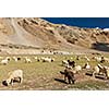 Herd of Pashmina sheep and goats grazing in Himalayas. Himachal Pradesh, India
