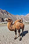 Bactrian camels in Himalayas. Hunder village, Nubra Valley, Ladakh, Jammu and Kashmir, India