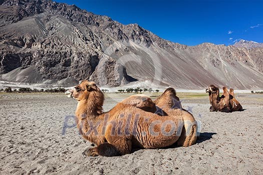 Bactrian camels in Himalayas. Hunder village, Nubra Valley, Ladakh, Jammu and Kashmir, India Bactrian camels in Himalayas. Hunder village, Nubra Valley, Ladakh, Jammu and Kashmir, India