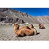 Bactrian camels in Himalayas. Hunder village, Nubra Valley, Ladakh, Jammu and Kashmir, India