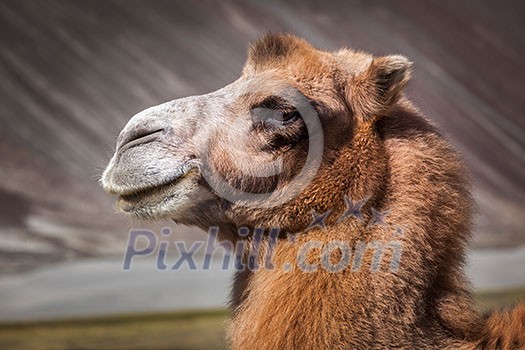 Bactrian camel portrait close up in Himalayas. Hunder village, Nubra Valley, Ladakh, Jammu and Kashmir, India Bactrian camel portrait close up in Himalayas. Hunder village, Nubra Valley, Ladakh, Jammu and Kashmir, India
