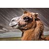 Bactrian camel portrait close up in Himalayas. Hunder village, Nubra Valley, Ladakh, Jammu and Kashmir, India