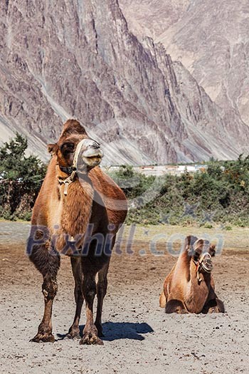 Bactrian camels in Himalayas. Hunder village, Nubra Valley, Ladakh, Jammu and Kashmir, India Bactrian camels in Himalayas. Hunder village, Nubra Valley, Ladakh, Jammu and Kashmir, India