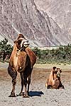 Bactrian camels in Himalayas. Hunder village, Nubra Valley, Ladakh, Jammu and Kashmir, India