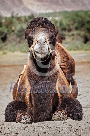 Bactrian camels in Himalayas. Hunder village, Nubra Valley, Ladakh, Jammu and Kashmir, India Bactrian camels in Himalayas. Hunder village, Nubra Valley, Ladakh, Jammu and Kashmir, India