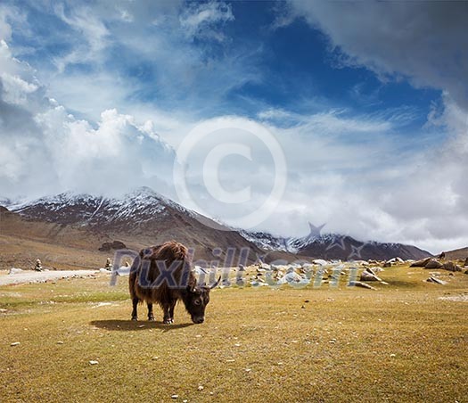 Yak grazing in Himalayas mountains. Ladakh, India Yak grazing in Himalayas mountains. Ladakh, India