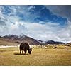 Yak grazing in Himalayas mountains. Ladakh, India