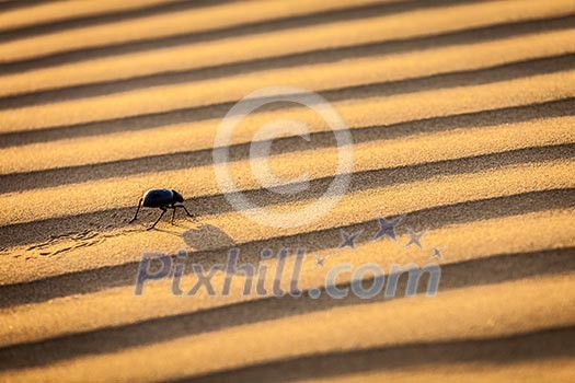 Scarab (Scarabaeus) beetle on desert sand dune Scarab (Scarabaeus) beetle on desert sand dune