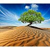 Life ecology solitude concept - lonely green tree in desert dunes