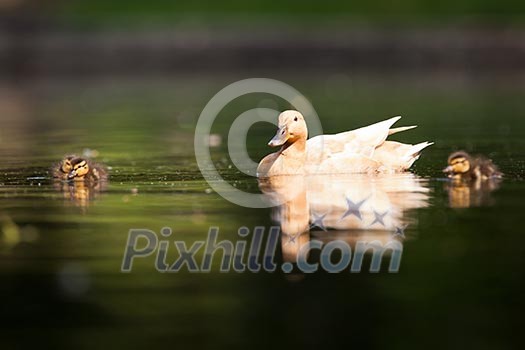 cute duck family on a pond cute duck family on a pond