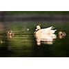 cute duck family on a pond