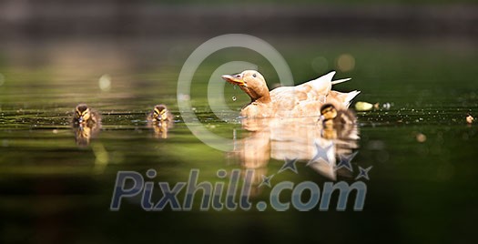 cute duck family on a pond cute duck family on a pond