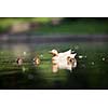 cute duck family on a pond