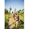 Beautiful German Shepherd Dog (Alsatian) outdoors