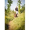 Beautiful German Shepherd Dog (Alsatian) outdoors