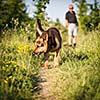Beautiful German Shepherd Dog (Alsatian) outdoors