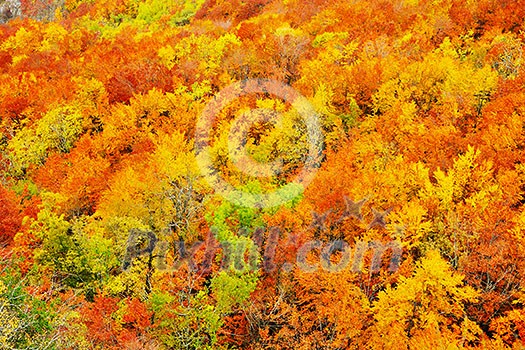 autumn season orange leafs background in nature autumn season orange leafs background in nature