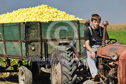 young agriculture worker with fresh vegetable pepper food organic cultivated and representing success in small business young agriculture worker with fresh vegetable pepper food organic cultivated and representing success in small business
