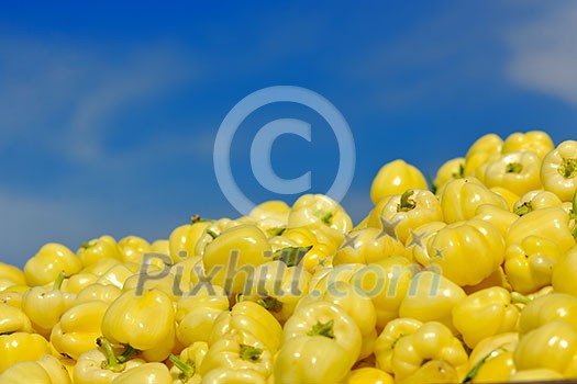 fresh organic food peppers in field agriculture background fresh organic food peppers in field agriculture background