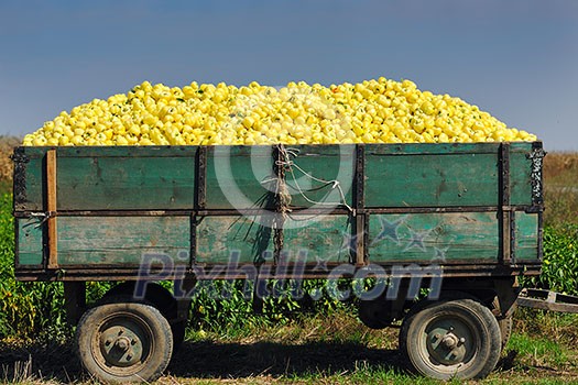 fresh organic food peppers in field agriculture background fresh organic food peppers in field agriculture background
