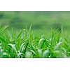 green grass closeup outdoor in nature background