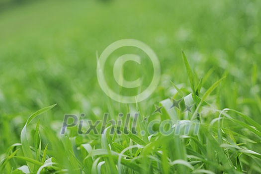 green grass closeup outdoor in nature background green grass closeup outdoor in nature background