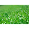 green grass closeup outdoor in nature background