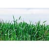 green grass closeup outdoor in nature background