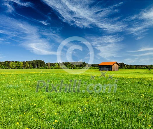 Summer meadow. Bavaria, Germany Summer meadow. Bavaria, Germany