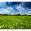 Summer meadow. Bavaria, Germany