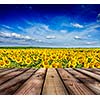 Wooden planks floor with idyllic scenic landscape of sunflower field and blue sky in background