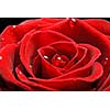 Red rose close up shot