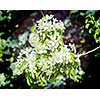 Vintage retro effect filtered hipster style image of apple tree blossoming branch in spring with flowers