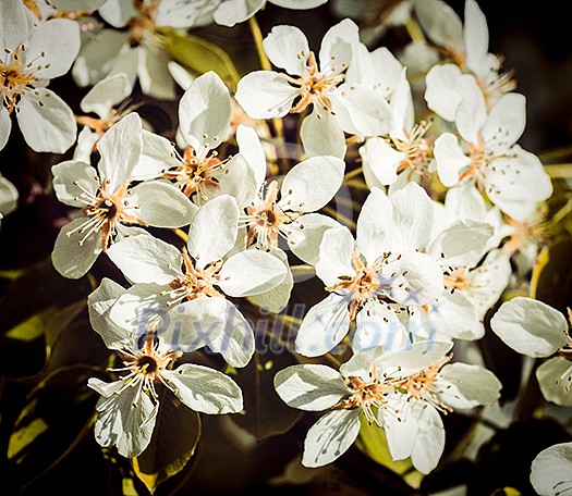 Vintage retro effect filtered hipster style image of apple tree blossoming branch in spring Vintage retro effect filtered hipster style image of apple tree blossoming branch in spring