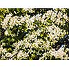 Vintage retro effect filtered hipster style image of apple tree blossoming branch in spring