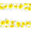 Frangipani background with copyspace