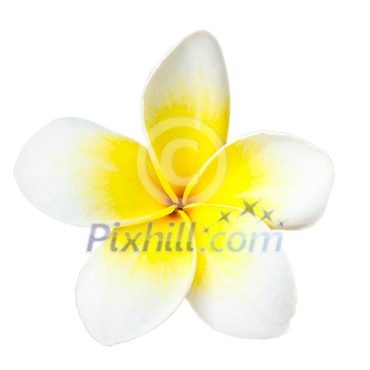 White tropical flower frangipani closeup isolated on white background White tropical flower frangipani closeup isolated on white background