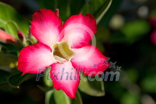 Red tropical flower close up Red tropical flower close up