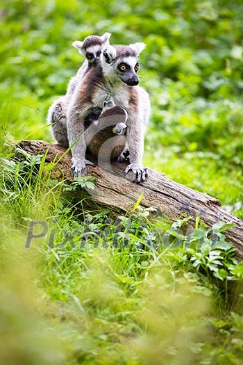 Lemur kata (Lemur catta) Lemur kata (Lemur catta)