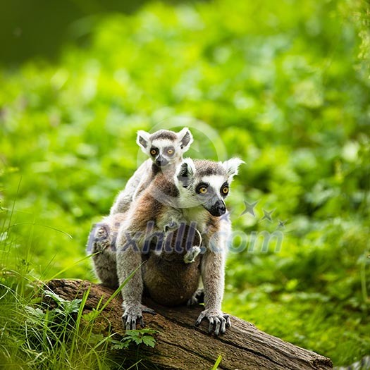 Lemur kata (Lemur catta) Lemur kata (Lemur catta)