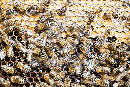 Macro shot of bees swarming on a honeycomb Macro shot of bees swarming on a honeycomb