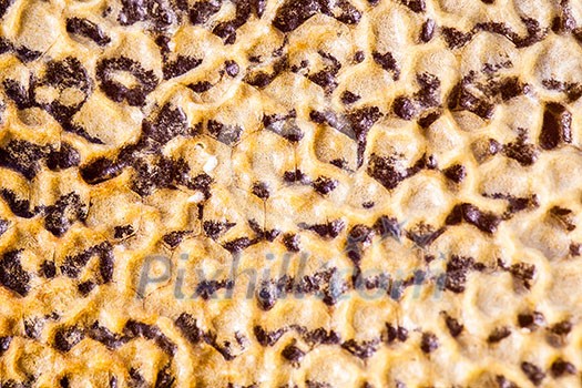 Macro shot of bees swarming on a honeycomb Macro shot of bees swarming on a honeycomb
