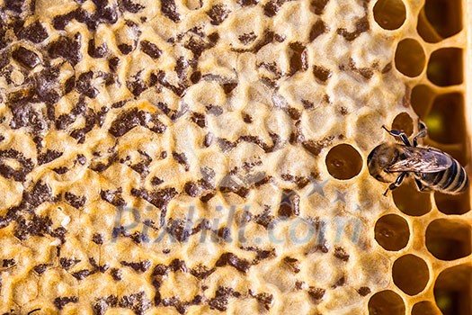 Macro shot of bees swarming on a honeycomb Macro shot of bees swarming on a honeycomb