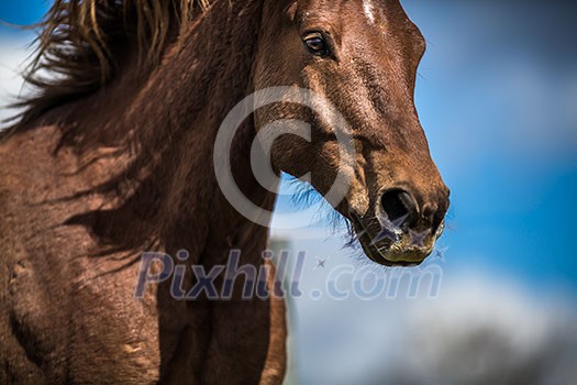 Lovely horse head close-up Lovely horse head close-up