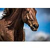 Lovely horse head close-up