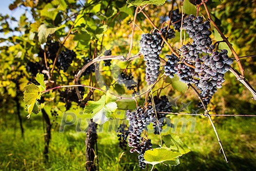 Large bunches of red wine grapes hang from an old vine in warm afternoon light Large bunches of red wine grapes hang from an old vine in warm afternoon light